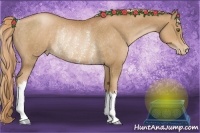Horse Color:Liver Chestnut Pearl Rabicano