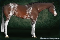 Horse Color:White Spotted Bay 