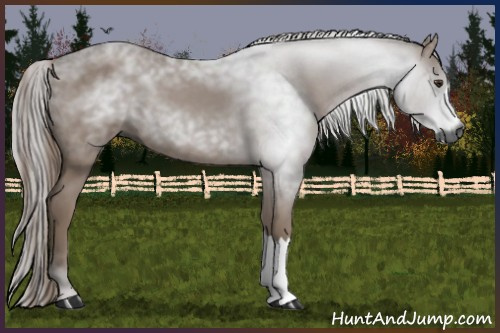 Horse Color:Gray Chestnut