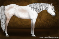Horse Color:Gray Bay 