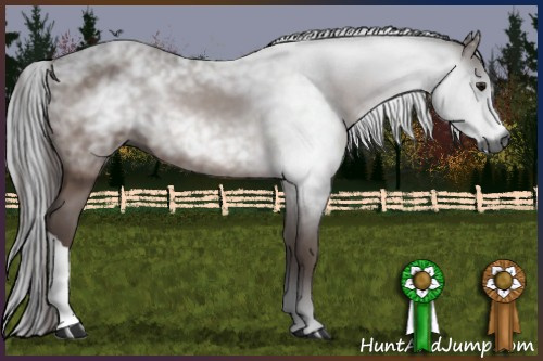 Horse Color:Gray Bay 