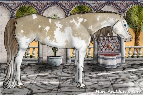 Horse Color:White Spotted Liver Red Dun Splash