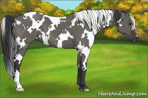 Horse Color:White Spotted Grullo 
