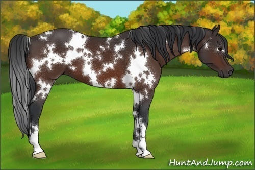 Horse Color:White Spotted Bay 