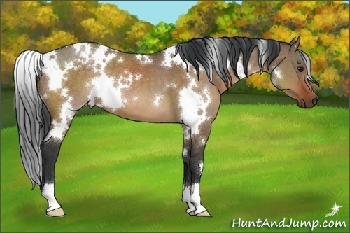 Horse Color:White Spotted Bay Dun 