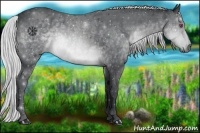 Horse Color:Silver Brown Chinchilla 