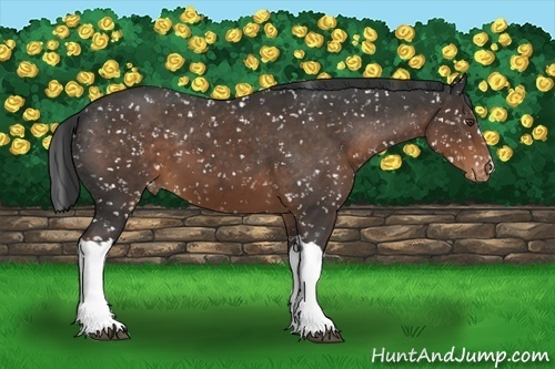 Horse Color:Liver Chestnut Snowflake Varnish 