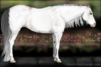 Horse Color:White Spotted Bay 