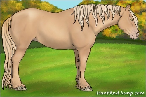 Horse Color:Gold Champagne 