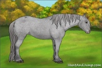 Horse Color:Black Appaloosa