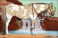 Horse Color:White Spotted Red Dun