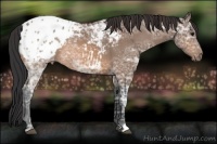 Horse Color:Bay Ice Appaloosa
