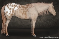 Horse Color:Red Roan Appaloosa 