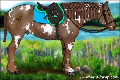 Horse Color:White Spotted Chestnut