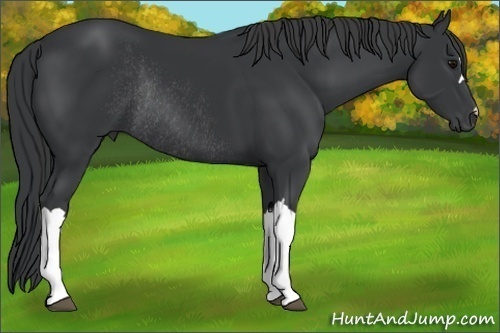 Horse Color:Black Rabicano 