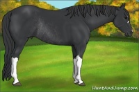 Horse Color:Black Rabicano