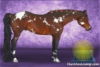 Horse Color:White Spotted Bay 