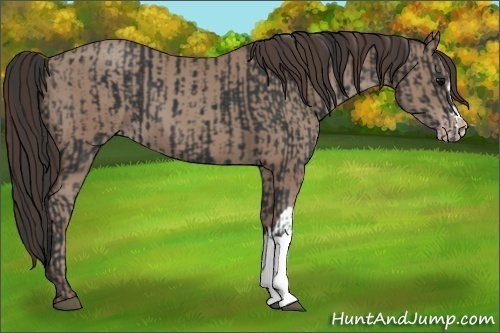 Horse Color:Black and Classic Champagne