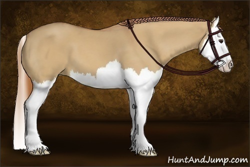 Horse Color:Red Dun Splash 