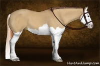 Horse Color:Red Dun Splash