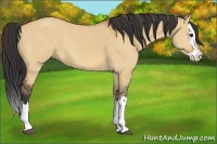 Horse Color:Bay Dun Splash 