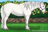 Horse Color:White Spotted Cremello 