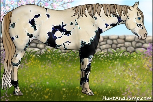 Horse Color:White Spotted Liver Red Dun Pearl Splash