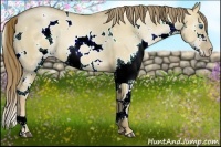 Horse Color:White Spotted Liver Red Dun Pearl Splash 