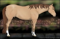 Horse Color:Amber Champagne Appaloosa 
