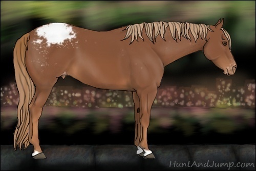Horse Color:Chestnut Appaloosa 