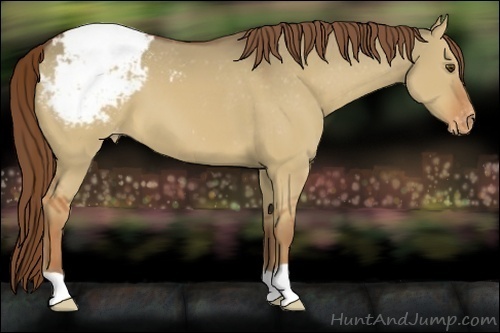 Horse Color:Red Dun Appaloosa 