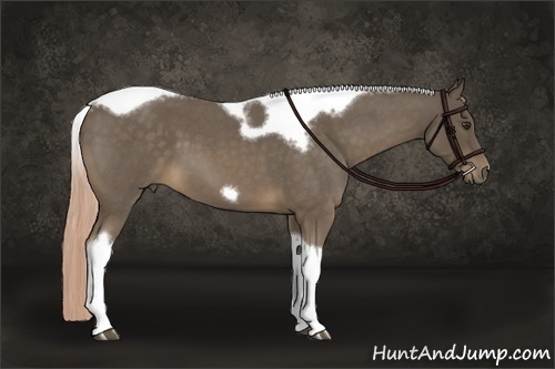 Horse Color:Chocolate Palomino Roan Tobiano Frame 