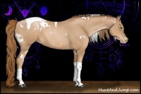 Horse Color:White Spotted Chestnut Pearl Tobiano