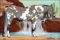 Horse Color:White Spotted Grullo 