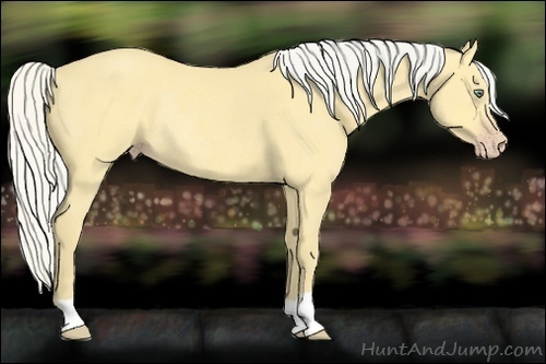 Horse Color:Silver Amber Cream Champagne Dun Rabicano