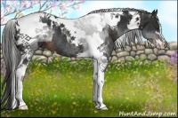 Horse Color:Liver Chestnut Sabino Splash Tobiano Rabicano and Liver Chestnut Sabino Tobiano Rabicano