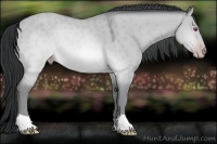 Horse Color:Sable Champagne Chinchilla Dun
