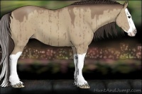 Horse Color:Classic Champagne Dun Splash