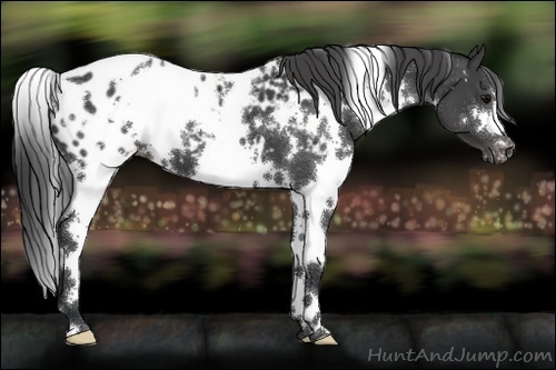 Horse Color:White Spotted Black Blanket