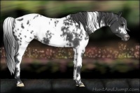Horse Color:White Spotted Black Blanket