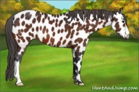 Horse Color:Bay Appaloosa 
