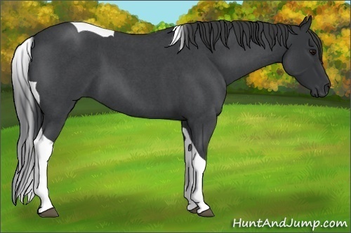 Horse Color:Blue Roan Tobiano