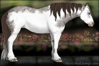Horse Color:Liver Red Ice Roan Splash Frame 