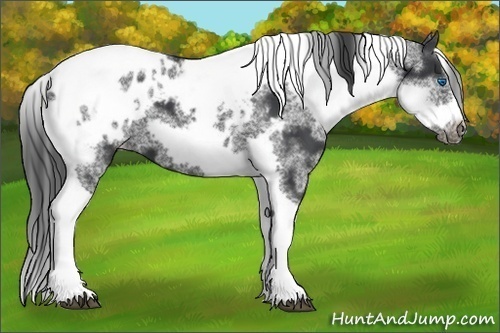 Horse Color:White Spotted Black Splash Tobiano Frame Appaloosa 