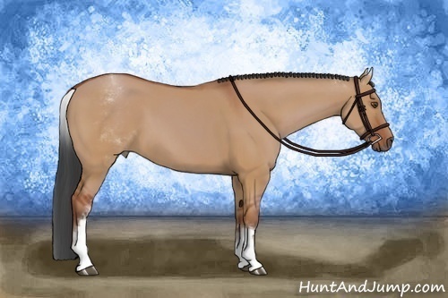 Horse Color:White Spotted Bay Dun