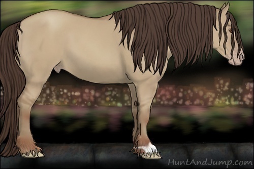 Horse Color:Classic Champagne Dun 