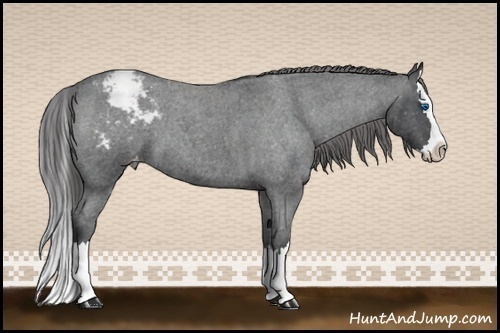 Horse Color:Blue Roan Splash Appaloosa 