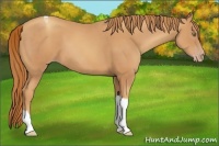Horse Color:Gold Champagne Tobiano Rabicano