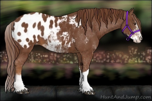 Horse Color:Chestnut Sabino Appaloosa