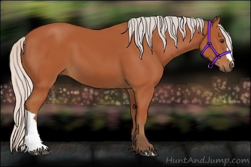 Horse Color:Silver Bay 